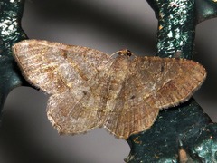 Chiasmia confuscata