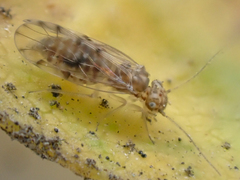 Ectopsocus californicus