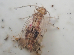 Ectopsocus californicus