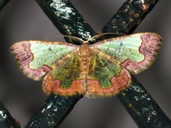 Zamarada transvisaria