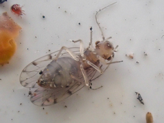 Ectopsocus californicus