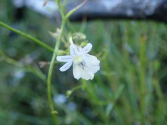 Nemesia diffusa