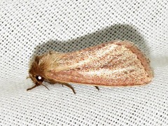 Aspidifrontia rufescens