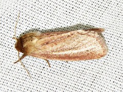 Aspidifrontia rufescens