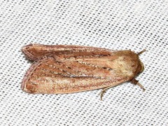 Aspidifrontia rufescens