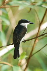 Hemipus hirundinaceus