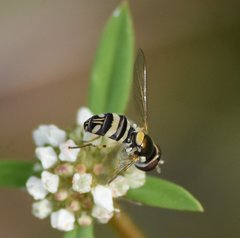 Allograpta exotica