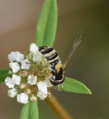 Allograpta exotica