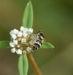 Allograpta exotica