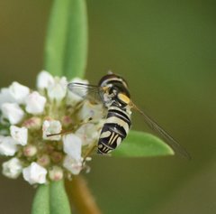 Allograpta exotica