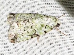 Blenina squamifera
