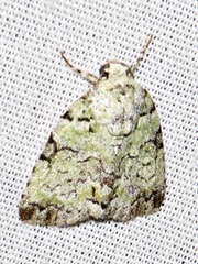 Blenina squamifera