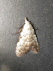 Meganola argyromorpha