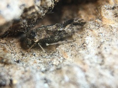 Myopsocidae