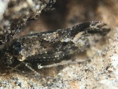 Myopsocidae