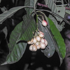 Chrysochlamys glauca