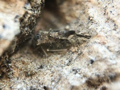 Myopsocidae