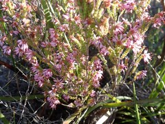 Erica globiceps consors