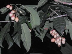 Chrysochlamys glauca