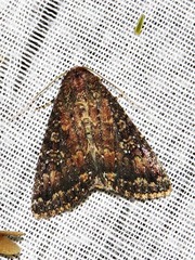 Condica capensis