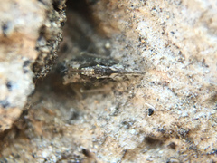 Myopsocidae