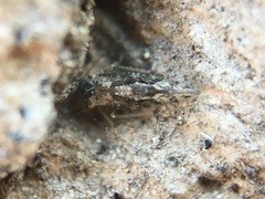 Myopsocidae