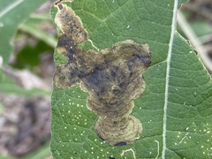 Nemorimyza posticata