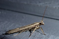 Anisoplaca ptyoptera