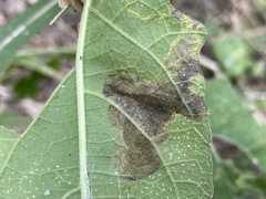 Nemorimyza posticata