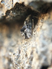 Myopsocidae