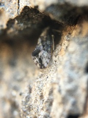 Myopsocidae