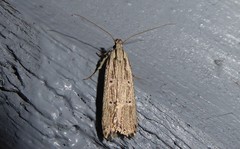 Anisoplaca ptyoptera