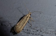 Anisoplaca ptyoptera
