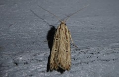 Anisoplaca ptyoptera