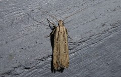 Anisoplaca ptyoptera