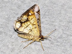 Chiasmia streniata streniata