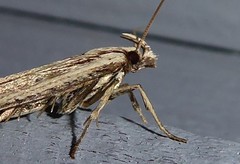 Anisoplaca ptyoptera