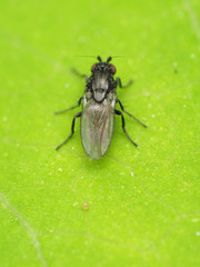 Leptocera
