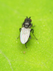 Leptocera