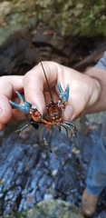 Euastacus valentulus