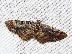 Melanthia ustiplaga