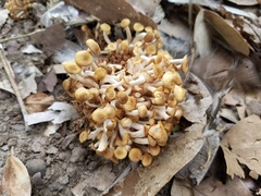 Desarmillaria caespitosa image