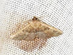 Cerynea thermesialis