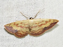 Scopula caesaria