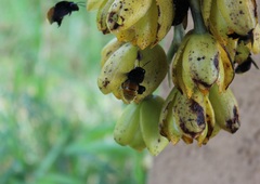 Eufriesea mexicana