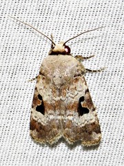 Ariathisa abyssinia