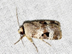 Ariathisa abyssinia