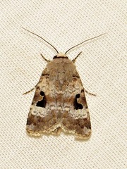Ariathisa abyssinia
