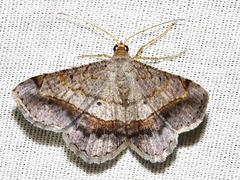 Chiasmia streniata streniata