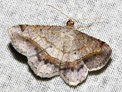 Chiasmia streniata streniata